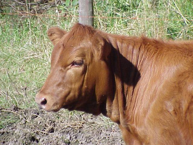 Red Heifer Discovered And Purchased In Colombia 1