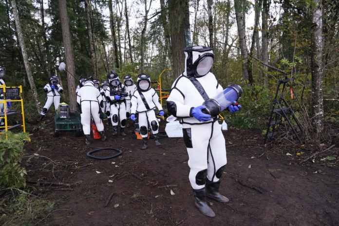 Scientists Remove 98 ‘Murder Hornets’ In Washington State 1