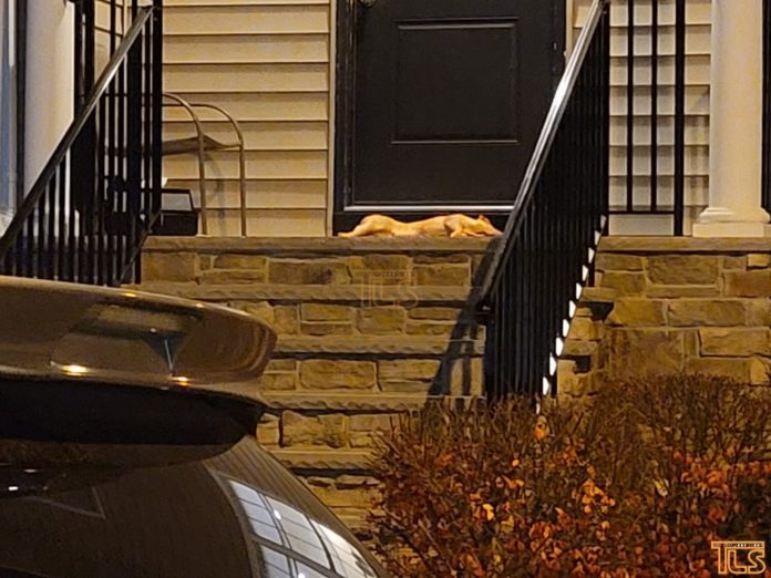 Dead Pig Found Outside Rabbi’s Door In Heavily Orthodox New Jersey Township 1
